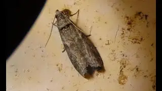 Ectomyelois ceratoniae, the locust bean moth  Greece by Theo