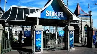 SEA LIFE Brighton | Cinematic Sequence