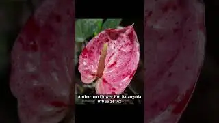 අද දිනයේ Anthurium Flower Hut Balangoda සමඟ රැඳී සිටින්න&hellip; 🌿🖤