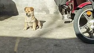 捡到的小狗，现在成了家里的“开心果”The puppy I picked up has now become the 