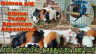 #Guineapig #எலிவளர்ப்பு எலி வளர்ப்பில் அசத்தும் ஐடி ஊழியர் / albino / teddy / American Abyssinian 🐀🐁