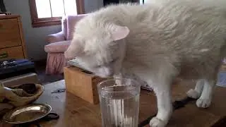 20-ish year old kitty of Eric & Eliza Roberts & family, Iced Water from a tall glass
