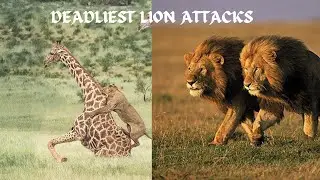 MALE KING LION FIGHTS! LION VS BUFFALO,ZEBRA,HYENA,CROCODILE