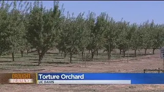 UC Davis&rsquo; &lsquo;Torture Orchard&rsquo; Stresses Trees To Find Which Ones Are Drought Tolerant