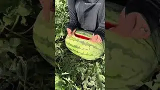 Watermelons in the countryside #countryside #fruit #viralshorts
