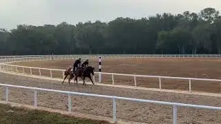 12/5 Early Voting and Flightline Yearlings