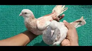 @ Lal jeriya pigeon Show ❤️ ❤️ 👌👌