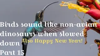 Birds sound like non-avian dinosaurs when slowed down - part 15 (New Year Special)
