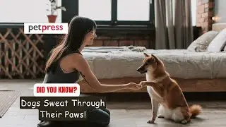 Did You Know? Dogs Sweat Through Their Paws! 🐾