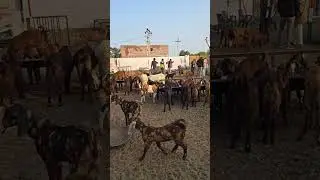 ROYAL GOAT FARM AJMER RAJASTHAN  is live