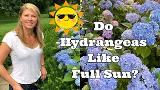 Do Hydrangeas Like Full Sun?