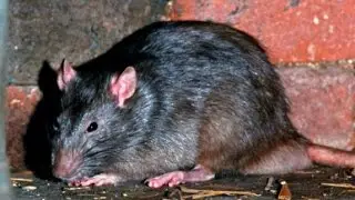 Documental La Historia Nunca antes Contada de las Ratas Documentales History Channel