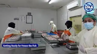 How to make BEST QUALITY FISH fillet products ? at Lola Seafood.