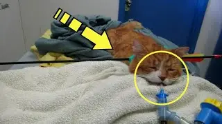 Котику оставалось жить всего один час. Посмотрите, что с ним произошло!