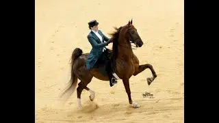Ingleside Farm Presents WC Lismore's a Nutter One - World's Championship Horse Show Amateur Park