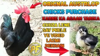 Australorp Chicks ki Pehchan aur Fraud | Black Australorp Hen Farming in Pakistan  PAK FARM OFFICAL