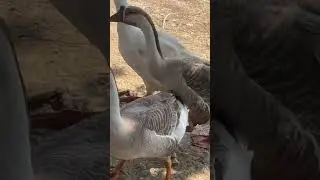 Lovely goose #nature #goose #geese