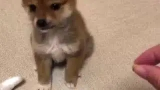 | 9GAG | Baby Shiba Ibu Resists The Treat