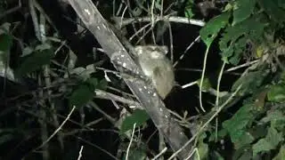 Tompotika tarsier (undescribed species), Sulawesi