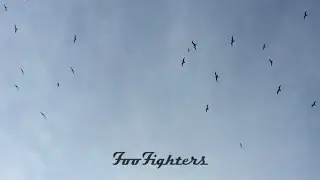 Foo Fighters - Chasing Birds