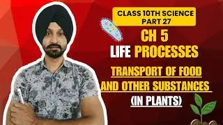How Food Moves in Plants? | Translocation through Phloem #CBSE #PSEB
