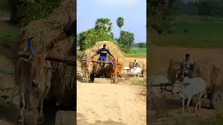 #bullockcart paddy straw load pulling | #bull #bulls #ox #oxen #oxcart #farming #cow | #bullockmedia