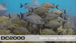 SeaLife Introduces DC2000 Digital Underwater Camera | SeaLife DC2000