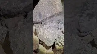 He gave a warning and went on his way.. #snake #azhiking  #hikinginrain