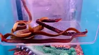 Freshwater tiger moray eel