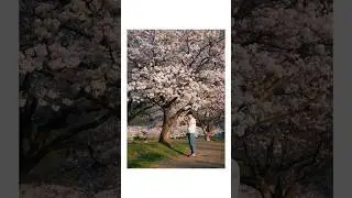 I Asked Locals for the Best Cherry Blossom Spot in Japan