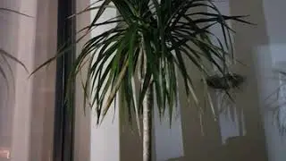 Dragon tree (Dracena marginata) plant 