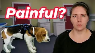 How to Recognize Pain in Your Dog | Vet's Voice
