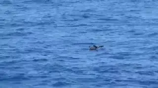 Leach&rsquo;s Storm-Petrel (Oceanodroma leucorhoa) Flying Across the Water
