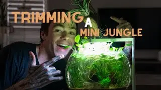 First trim in 4 months! low tech shrimp bowl!