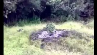 El Monstruo del Pantano!