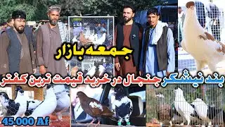 چانه زنی خریداران در خرید جوره کفتر45،000هزار افغانی|جمعه بازار|ناب ترین کفتری که پیر را جوان میسازد