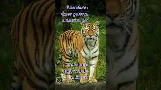 Did you know? 🐅 Tigers Have Unique Stripes Like Fingerprints! 🐅 #shorts