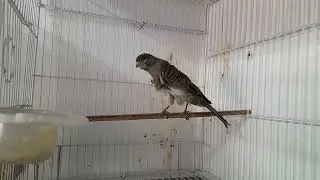 persian frill canary 2025