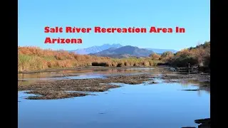Salt River Recreation Area in Arizona