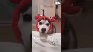 Animal Fundub Part 277 🤣🤣 | Malayalam Fundub | &copy;Ji Talkz | Jijith Elamadu #malayalamfundub #shorts