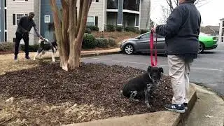 Daisy | Dog Reactive | Dog Aggression | Atlanta Dog Trainers | OverWatch K9 Academy