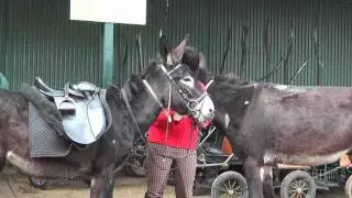 Riesenesel Wirbelwind vom Eselpark Nessendorf
