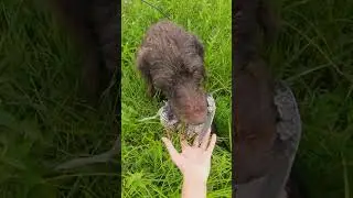 Охота на дупеля, лучшие моменты / Great snipe hunting, the best moments