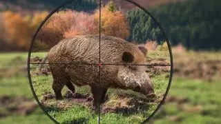 Pig hunting in jungle#animals #hunting g