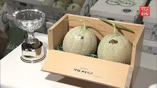 Price of high end Yubari melon fetches one 40th of last season&rsquo;s price