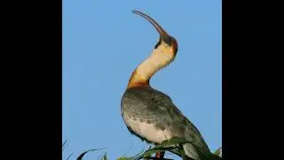 Meet the Buff-necked Ibis: South America's fascinating bird