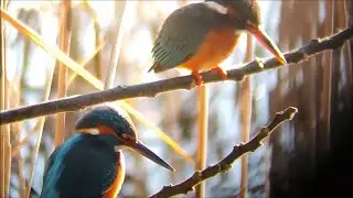 A kingfisher couple