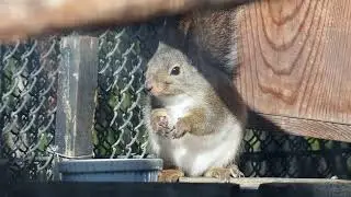 二ホンリス イロハ20211223/Japanese squirrel Iroha eating her breakfast, taken on 23 December 2021.