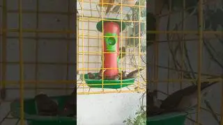 pigeon free feeder🐦 bamboo feeder 🦜whatsapp no -9075382129#youtubeshorts# nature#love#india🇮🇳