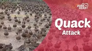 Ducks March Towards Truck